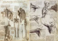 Leonardo da Vinci's Anatomy Drawing of a Man